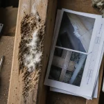 Champignon charpente : humidité, bois friable et filaments blanchâtres